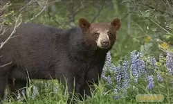 荒野的召唤美洲黑熊稀有色 荒野的召唤赤狐稀有色