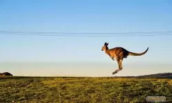 荒野的召唤澳大利亚有什么动物？荒野的召唤动物透图