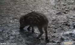 荒野的召唤野猪的稀有色 荒野的召唤猎物图鉴