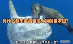 深海水族馆传说中的翻车鱼怎么获得？深海水族馆翻车鱼获取方法