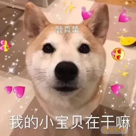 极速变色龙[柴犬] 柴犬极速变色龙