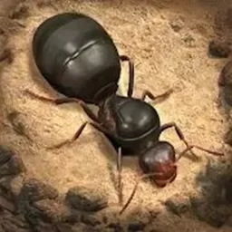荒野蚂蚁模拟官网手机版