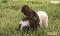 猴子很忙野猪