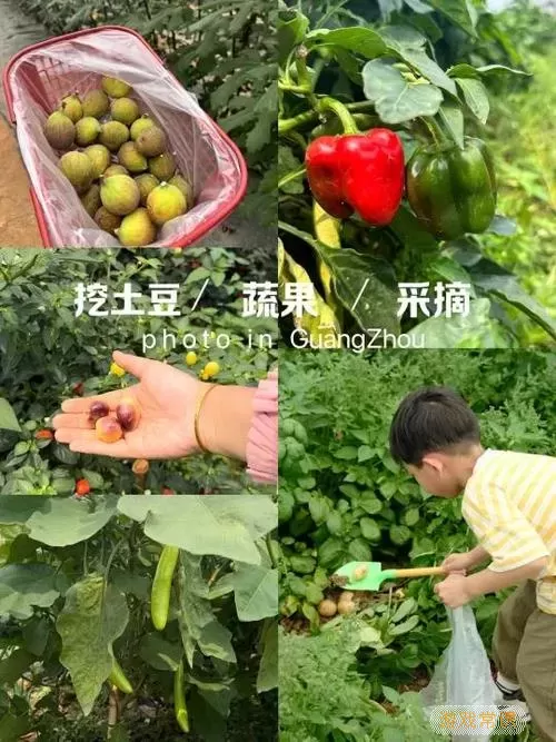 开心合成里挖掘采收的作物有什么用