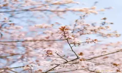 小森灵樱花图鉴