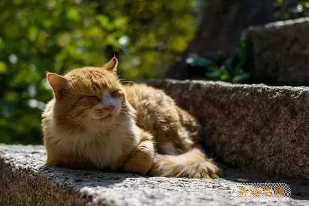 动物温泉里的懒惰猫是干嘛的