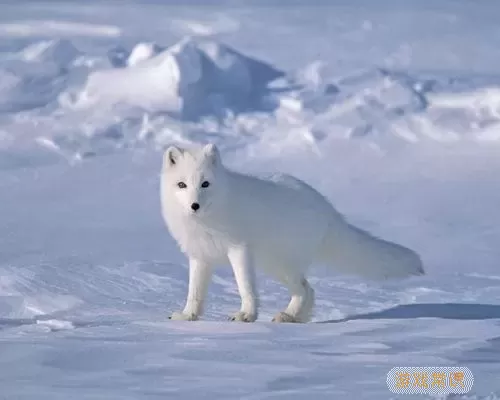 猴子也疯狂雪狐