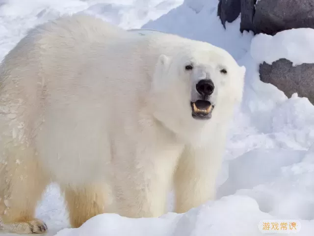 动物温泉如何快速升级