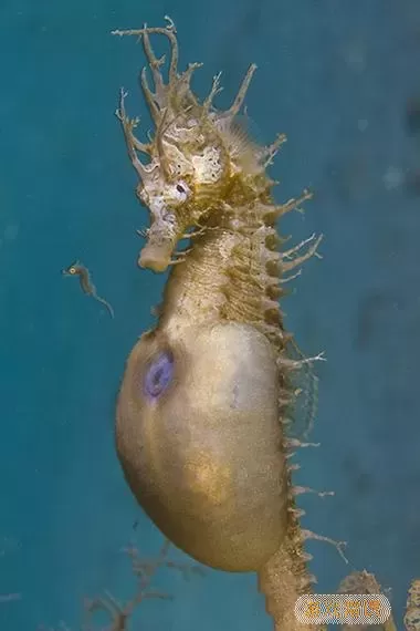 海底生存最久的生物