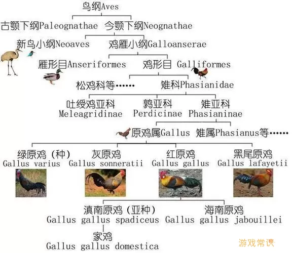 飞禽走兽按什么分类