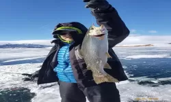 冰钓大师鲑鱼