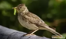 部落大作战歌者凯文的融魂