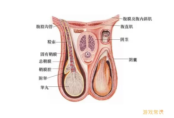 海绵体缺失怎么办