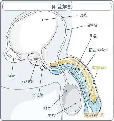 海绵体平滑肌在哪里