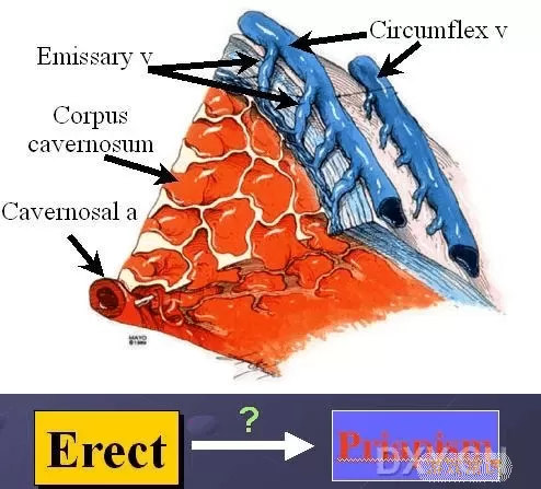 海绵体供血不足怎么治
