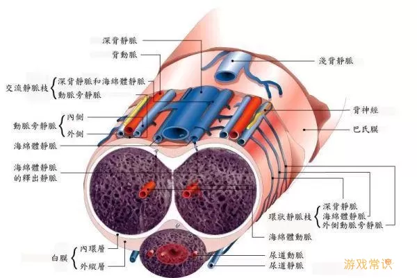 海绵体可以再次发育吗