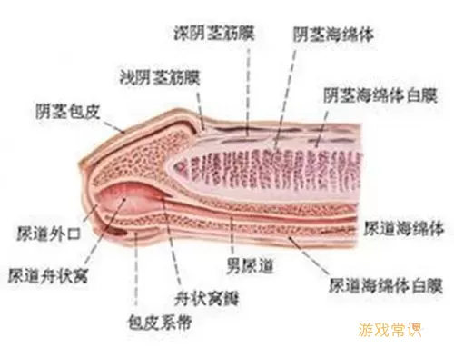 海绵体会疼是什么问题