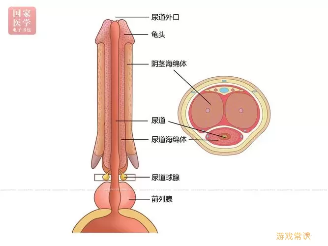 海绵体偶尔刺痛