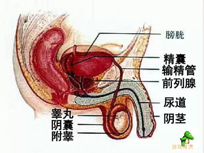 海绵体是哪个部位