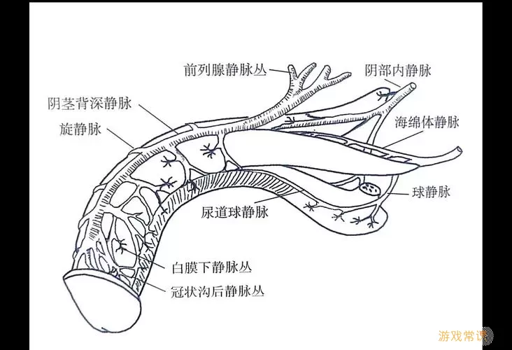 海绵体静脉回流过快怎么办