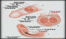 海绵体胀痛怎么办