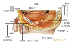 海绵体能重新生长吗