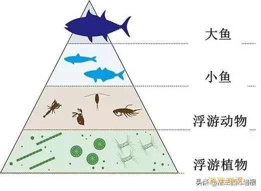 大鱼吃小鱼的生物特征