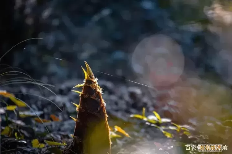 夺笋高手为什么一抓昆虫就卡住了