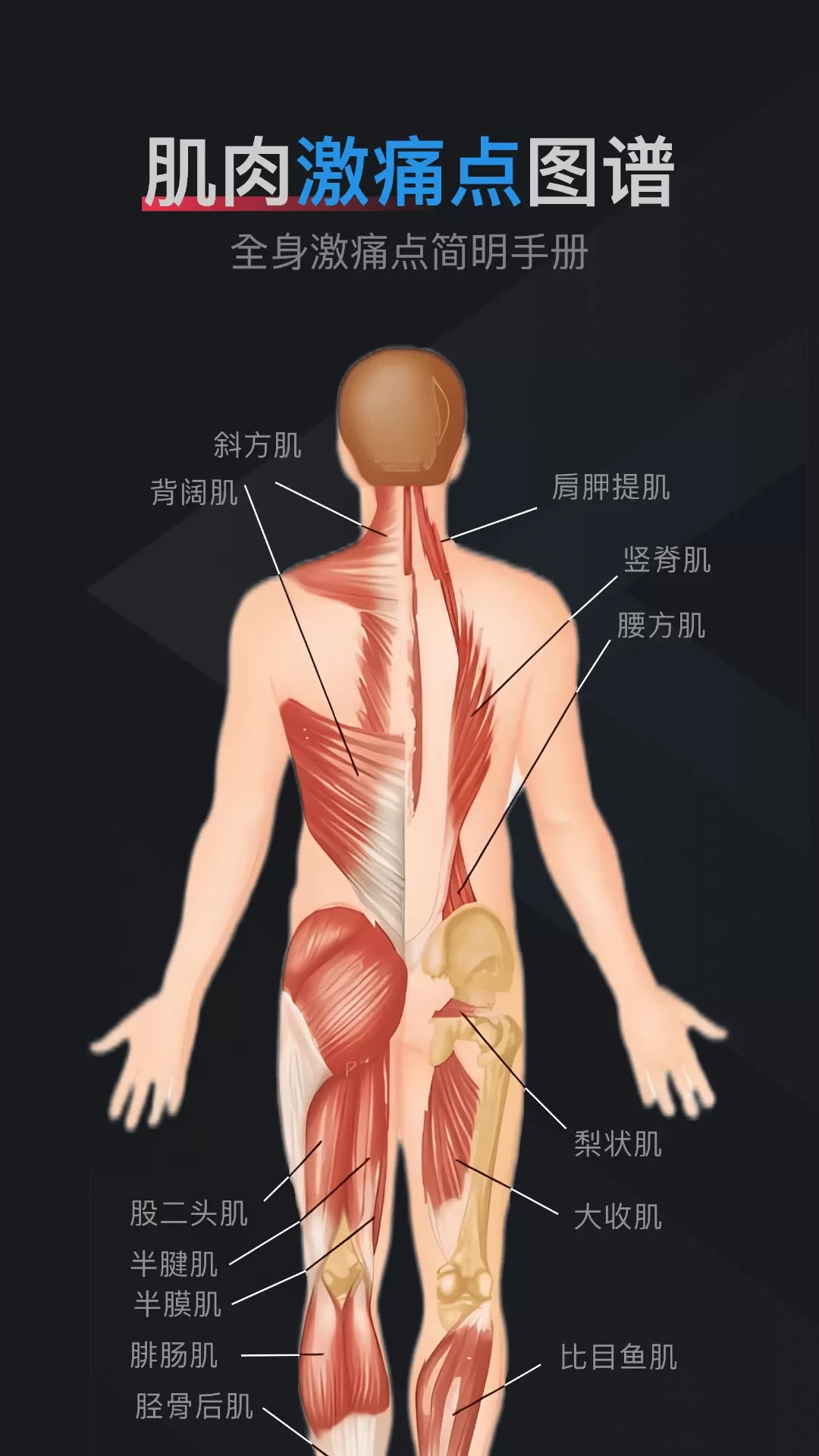 肌肉激痛点图谱手机版下载图0