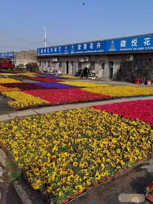 花木源花卉市场