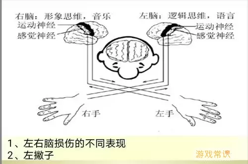 左右手和左右脑有什么关系