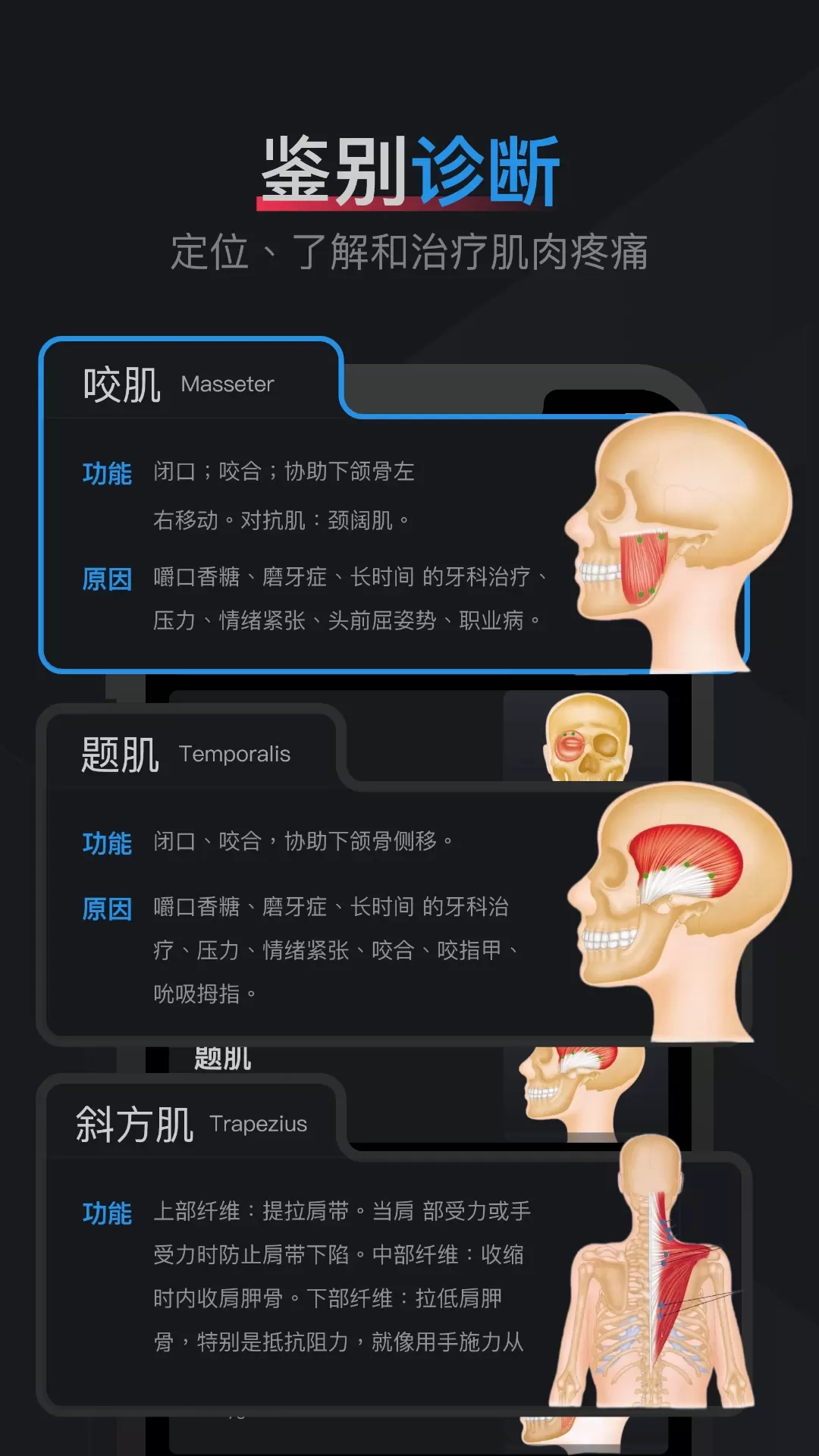 肌肉激痛点图谱官方版下载图1